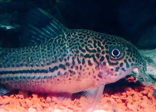 Hoplisoma julii