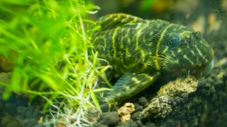 Hypancistrus debilittera