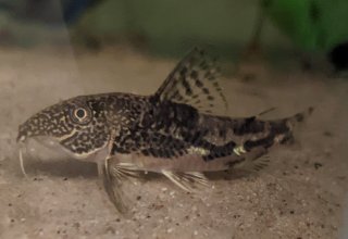 Scleromystax barbatus