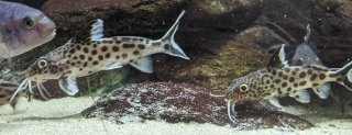 Synodontis grandiops