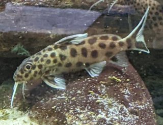 Synodontis lucipinnis