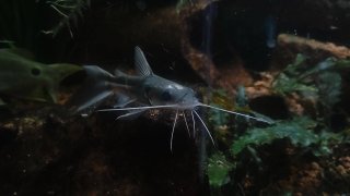 Clarotes laticeps