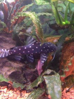 Synodontis angelicus