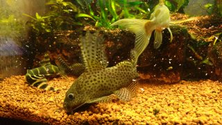 Synodontis eupterus