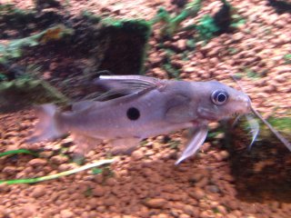 Synodontis notatus