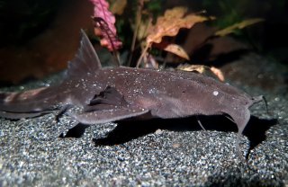 Platystacus cotylephorus