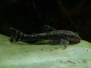 Parotocinclus haroldoi