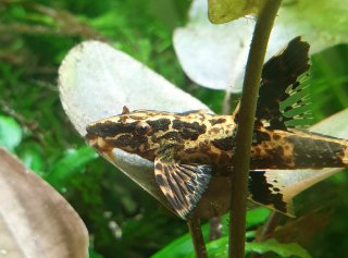 Rineloricaria lanceolata