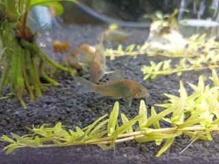 Brochis splendens