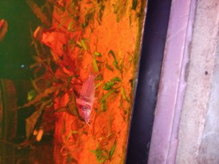 Hoplisoma brevirostre
