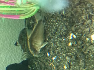 Hoplisoma granti