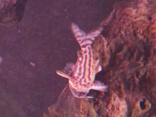 Hoplisoma schwartzi