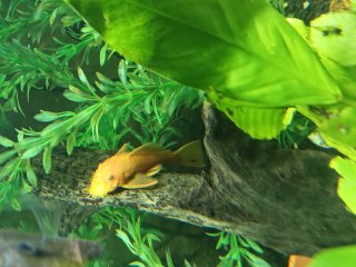 Ancistrus sp. (3)