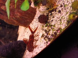 Synodontis flavitaeniatus