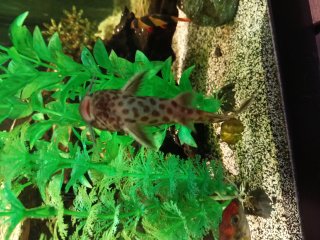 Synodontis petricola