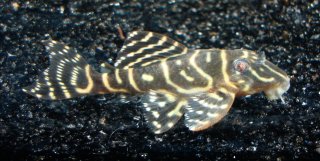 Hypancistrus debilittera