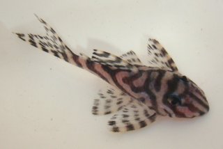 Hypancistrus seideli