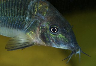 Brochis splendens