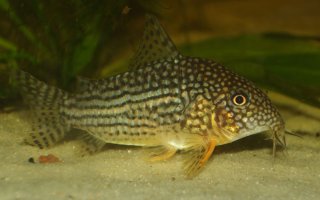 Hoplisoma sterbai