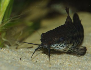 Megalechis thoracata