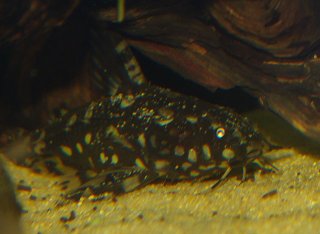 Agamyxis pectinifrons