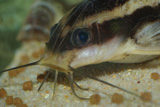 Platydoras armatulus