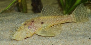Ancistrus sp. (3)