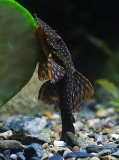 Ancistrus sp. `RIO UCAYALI`