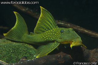 Baryancistrus demantoides