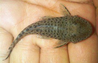 Chaetostoma sp. (L445)