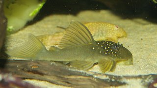 Hemiancistrus subviridis
