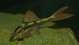 Hypostomus cochliodon