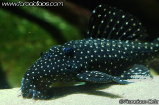 Leporacanthicus galaxias