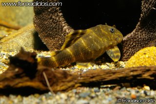 Panaqolus maccus