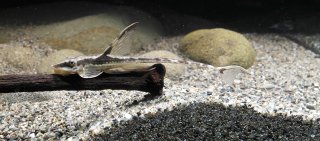Sturisomatichthys aureus