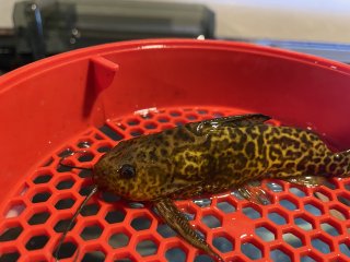 Synodontis schoutedeni