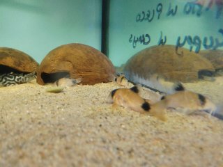 Hoplisoma panda