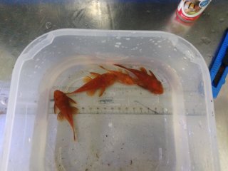 Ancistrus sp. (3)