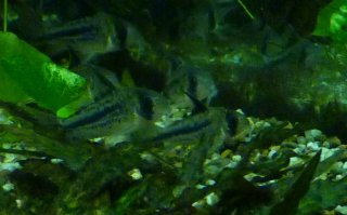 Hoplisoma sp. (C003)