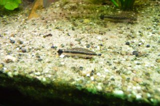 Otocinclus huaorani