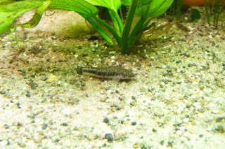 Otocinclus macrospilus