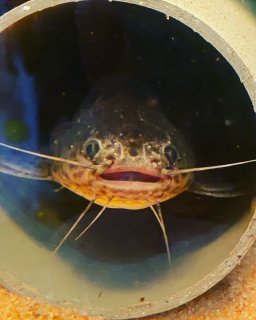 Liosomadoras oncinus