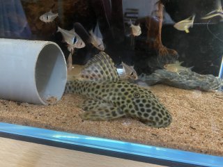 Hypostomus fuscomaculatus