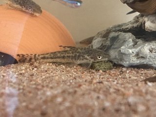 Otocinclus mimulus