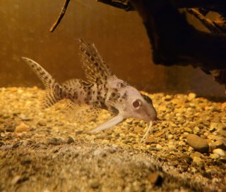 Synodontis eupterus