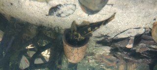 Ancistrus sp. (3)