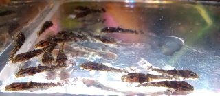 Ancistrus sp. `WABENMUSTER`