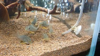Hoplisoma sterbai