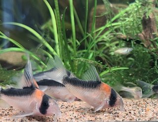 Hoplisoma duplicareum