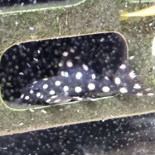 Hypancistrus sp. (L471) Hypancistrus sp. (L471)